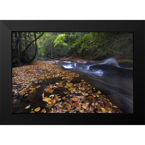 New York, Adirondack Mts Leaves and stream Black Modern Wood Framed Art Print by Rotenberg, Nancy