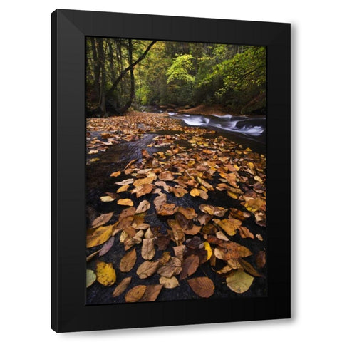 New York, Adirondack Mts Leaves and stream Black Modern Wood Framed Art Print by Rotenberg, Nancy