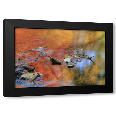 NY, Adirondack Mts Autumn reflections in stream Black Modern Wood Framed Art Print by Rotenberg, Nancy