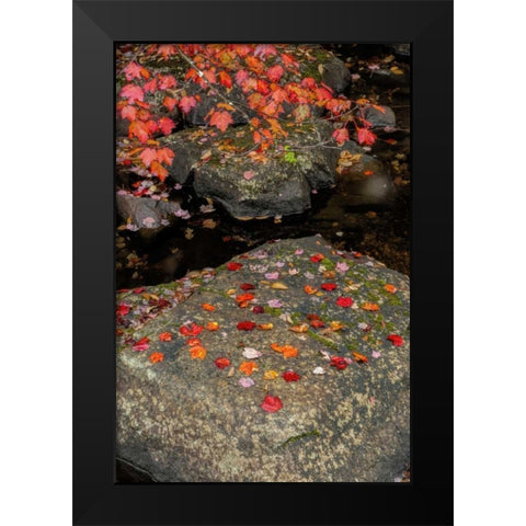 NY, Adirondack Mountains Autumn leaves on rock Black Modern Wood Framed Art Print by OBrien, Jay