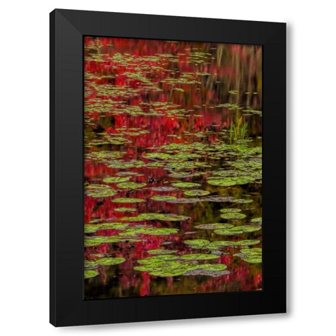 NY, Adirondacks Lily pads and fall reflections Black Modern Wood Framed Art Print with Double Matting by OBrien, Jay