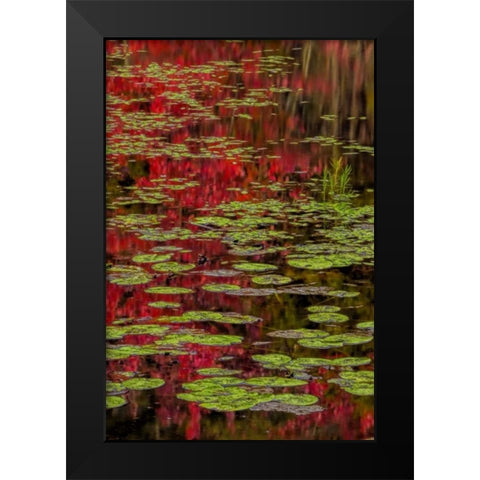 NY, Adirondacks Lily pads and fall reflections Black Modern Wood Framed Art Print by OBrien, Jay