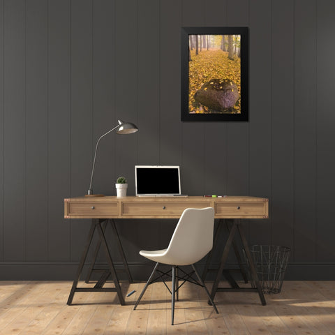 New York, Letchworth SP Autumn forest scenic Black Modern Wood Framed Art Print by OBrien, Jay