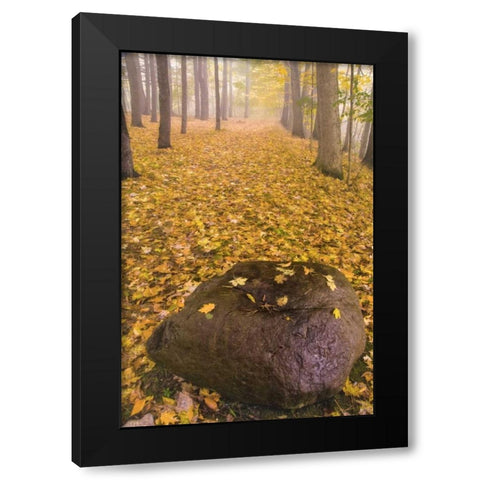 New York, Letchworth SP Autumn forest scenic Black Modern Wood Framed Art Print by OBrien, Jay