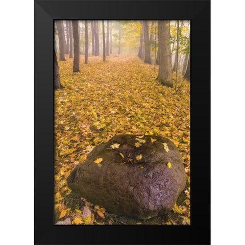 New York, Letchworth SP Autumn forest scenic Black Modern Wood Framed Art Print by OBrien, Jay