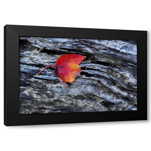 New York, Adirondack Mountains Leaf on dark rock Black Modern Wood Framed Art Print with Double Matting by OBrien, Jay