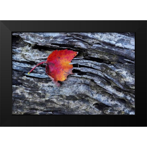 New York, Adirondack Mountains Leaf on dark rock Black Modern Wood Framed Art Print by OBrien, Jay