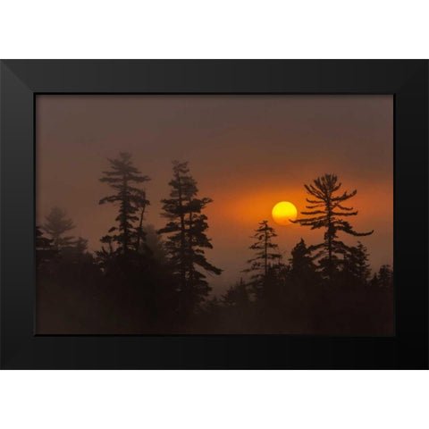 NY, Adirondack Mts Forest silhouette at sunset Black Modern Wood Framed Art Print by OBrien, Jay