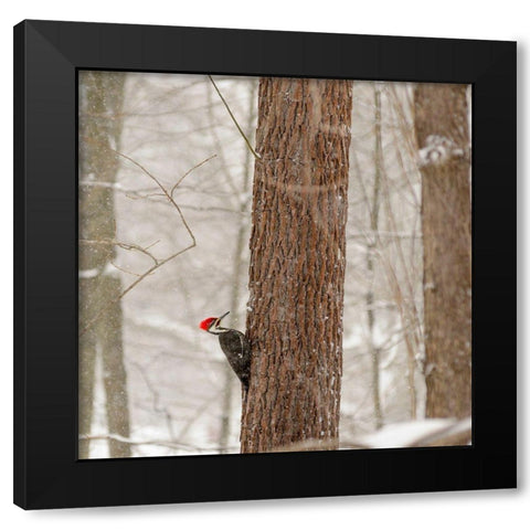 New York State-Westchester County-male Pileated Woodpecker-perched on a tree-snowing Black Modern Wood Framed Art Print with Double Matting by Sullivan, Karen Ann