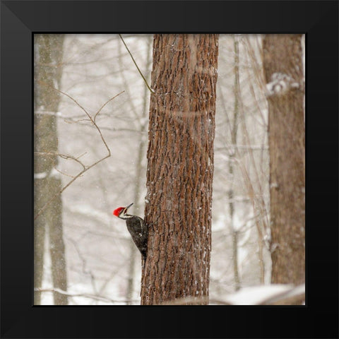 New York State-Westchester County-male Pileated Woodpecker-perched on a tree-snowing Black Modern Wood Framed Art Print by Sullivan, Karen Ann