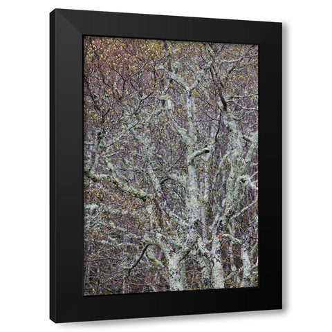 Lichen covered trees at high elevation-Great Smoky Mountains National Park-North Carolina Black Modern Wood Framed Art Print by Jones, Adam
