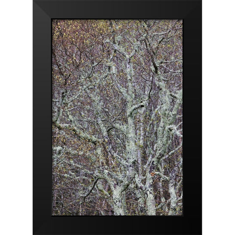 Lichen covered trees at high elevation-Great Smoky Mountains National Park-North Carolina Black Modern Wood Framed Art Print by Jones, Adam