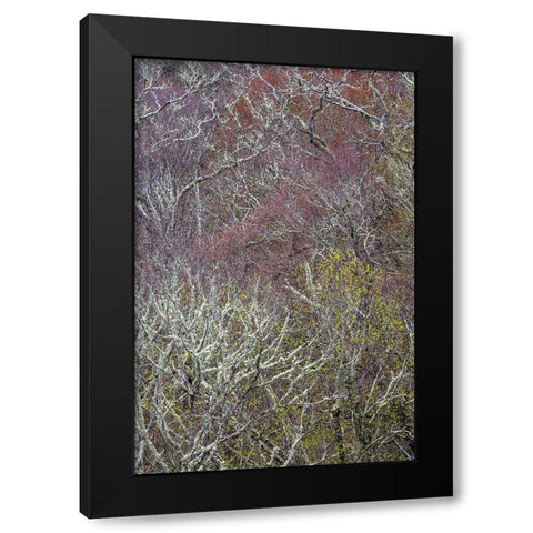 Lichen covered trees at high elevation-Great Smoky Mountains National Park-North Carolina Black Modern Wood Framed Art Print by Jones, Adam