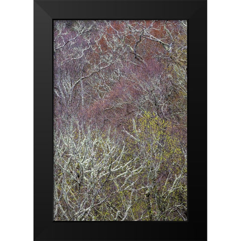 Lichen covered trees at high elevation-Great Smoky Mountains National Park-North Carolina Black Modern Wood Framed Art Print by Jones, Adam
