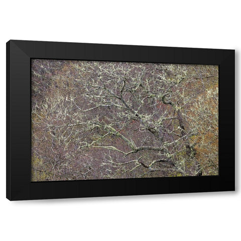Lichen covered trees at high elevation-Great Smoky Mountains National Park-North Carolina Black Modern Wood Framed Art Print by Jones, Adam