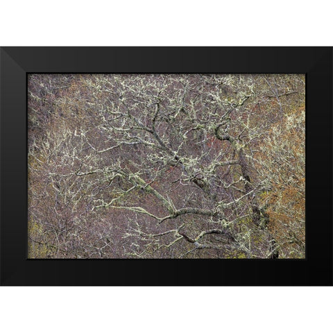 Lichen covered trees at high elevation-Great Smoky Mountains National Park-North Carolina Black Modern Wood Framed Art Print by Jones, Adam