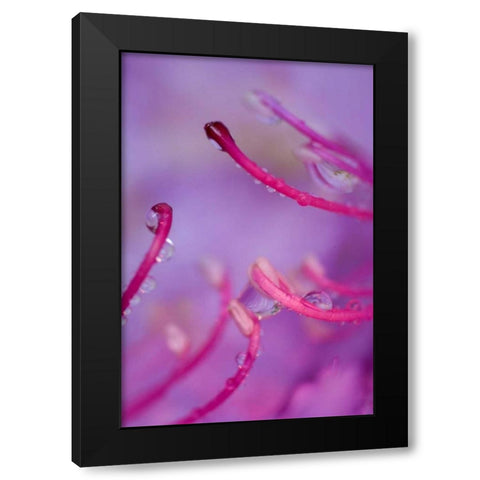 North Carolina Catawba rhododendron with dew Black Modern Wood Framed Art Print by Rotenberg, Nancy