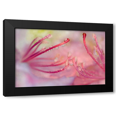 North Carolina Catawba rhododendron with dew Black Modern Wood Framed Art Print by Rotenberg, Nancy