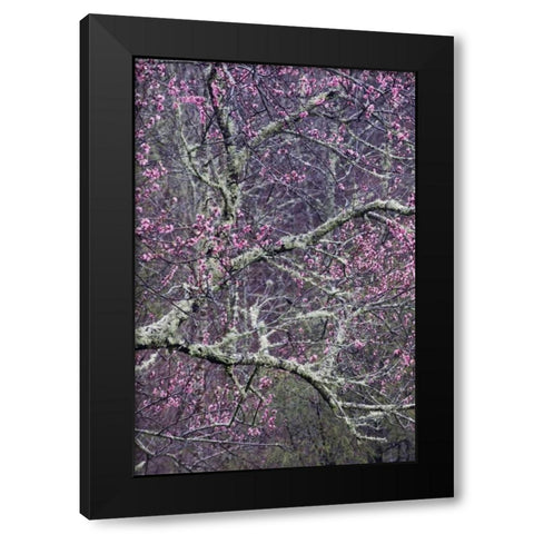 North Carolina, Smoky Mts Cherry blossom tree Black Modern Wood Framed Art Print by Rotenberg, Nancy