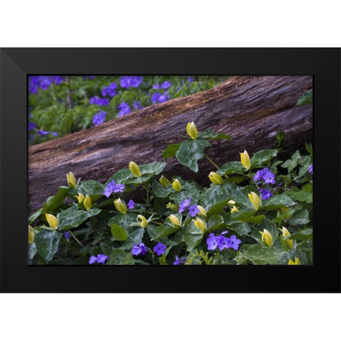 NC, Great Smoky Mts Spring flowers by a log Black Modern Wood Framed Art Print by Rotenberg, Nancy