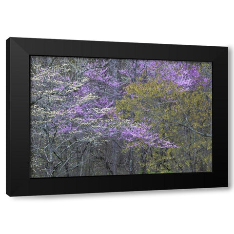 NC, Great Smoky Mts Dogwood and redbud trees Black Modern Wood Framed Art Print with Double Matting by Rotenberg, Nancy