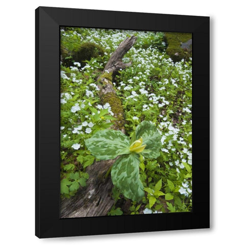 North Carolina, Great Smoky Mts Trillium flowers Black Modern Wood Framed Art Print with Double Matting by Rotenberg, Nancy