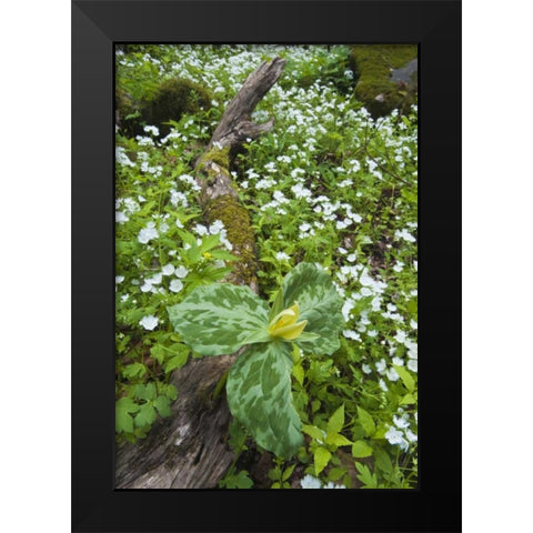 North Carolina, Great Smoky Mts Trillium flowers Black Modern Wood Framed Art Print by Rotenberg, Nancy