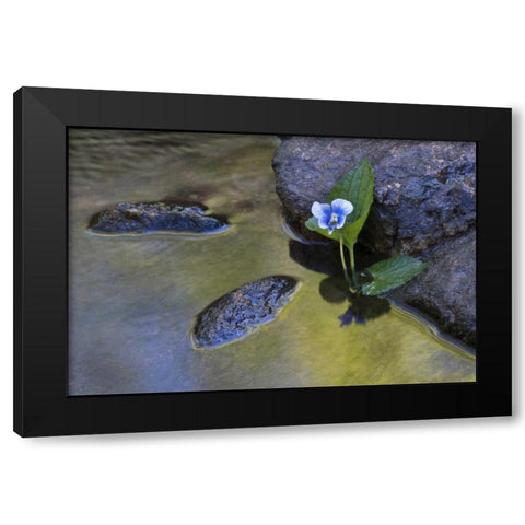 North Carolina Early spring flower by a stream Black Modern Wood Framed Art Print with Double Matting by Rotenberg, Nancy