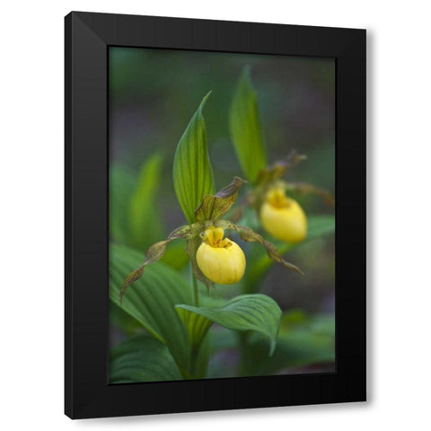 North Carolina Yellow ladys slipper flowers Black Modern Wood Framed Art Print with Double Matting by Rotenberg, Nancy