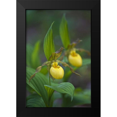 North Carolina Yellow ladys slipper flowers Black Modern Wood Framed Art Print by Rotenberg, Nancy