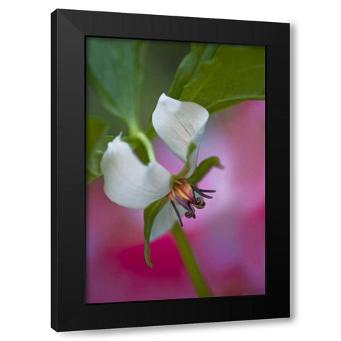 NC, Great Smoky Mts A southern nodding trillium Black Modern Wood Framed Art Print by Rotenberg, Nancy