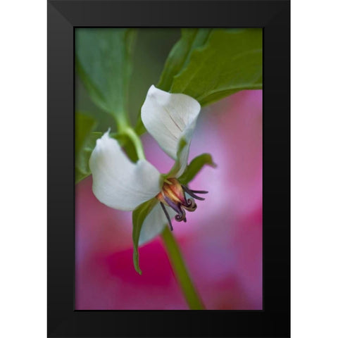 NC, Great Smoky Mts A southern nodding trillium Black Modern Wood Framed Art Print by Rotenberg, Nancy