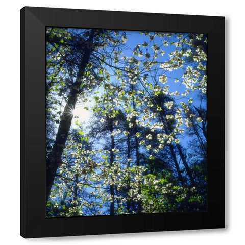 North Carolina, Flowering Dogwood trees Black Modern Wood Framed Art Print with Double Matting by Talbot Frank, Christopher