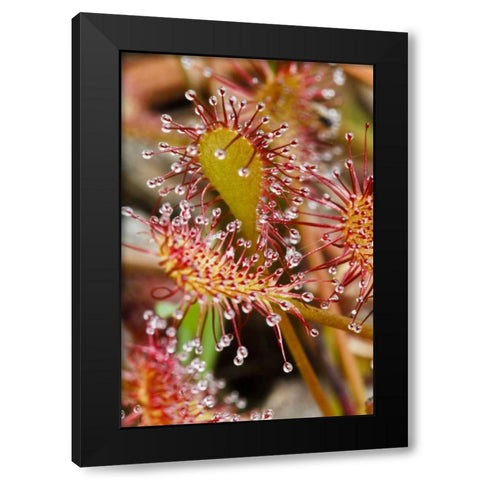 North Carolina Carnivorous sundew plant Black Modern Wood Framed Art Print by Flaherty, Dennis