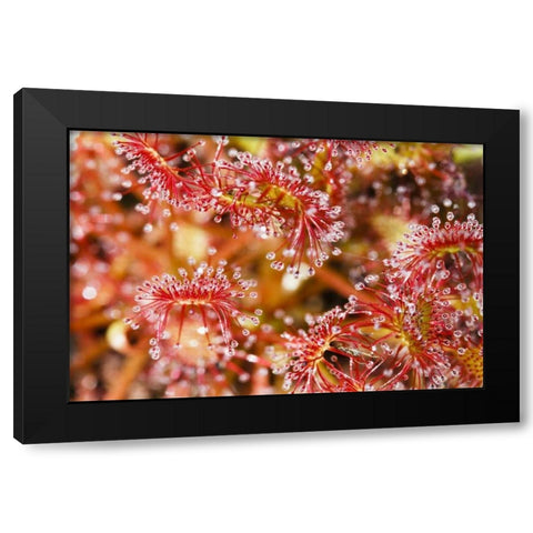 Carnivorous sundew, Green Swamp, North Carolina Black Modern Wood Framed Art Print with Double Matting by Flaherty, Dennis