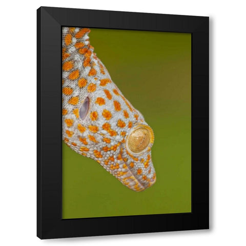 North Carolina Close-up of tokay geckos head Black Modern Wood Framed Art Print with Double Matting by Illg, Cathy and Gordon