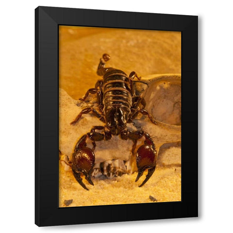North Carolina Tasmanian red-clawed scorpion Black Modern Wood Framed Art Print by Illg, Cathy and Gordon