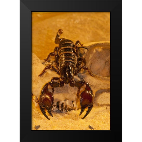 North Carolina Tasmanian red-clawed scorpion Black Modern Wood Framed Art Print by Illg, Cathy and Gordon