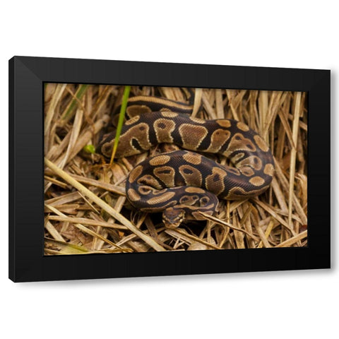 USA, North Carolina Ball python in dried grass Black Modern Wood Framed Art Print with Double Matting by Illg, Cathy and Gordon