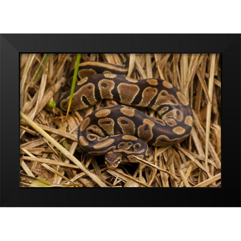 USA, North Carolina Ball python in dried grass Black Modern Wood Framed Art Print by Illg, Cathy and Gordon