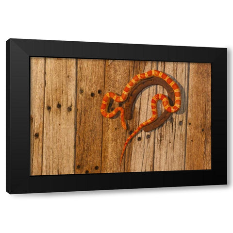 North Carolina Amelanistic corn snake Black Modern Wood Framed Art Print by Illg, Cathy and Gordon