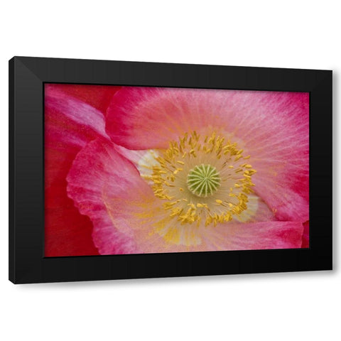 USA, North Carolina Close-up of poppy interior Black Modern Wood Framed Art Print by Rotenberg, Nancy