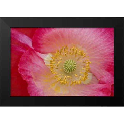 USA, North Carolina Close-up of poppy interior Black Modern Wood Framed Art Print by Rotenberg, Nancy