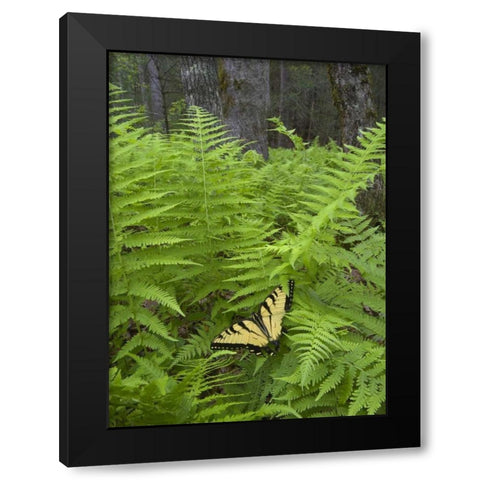 North Carolina Swallowtail butterfly on fern Black Modern Wood Framed Art Print with Double Matting by Rotenberg, Nancy