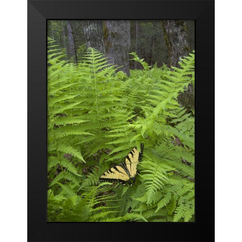 North Carolina Swallowtail butterfly on fern Black Modern Wood Framed Art Print by Rotenberg, Nancy