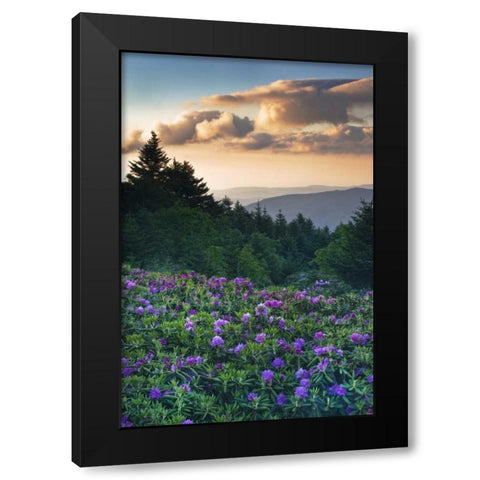 North Carolina Rhododendrons in the mountains Black Modern Wood Framed Art Print by Rotenberg, Nancy