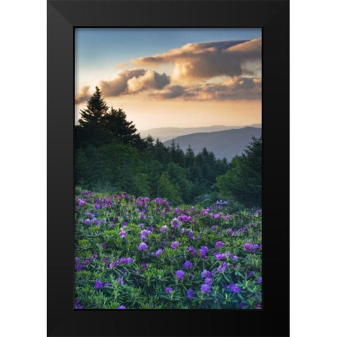 North Carolina Rhododendrons in the mountains Black Modern Wood Framed Art Print by Rotenberg, Nancy