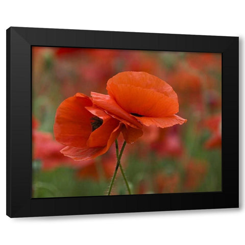 USA, North Carolina Close-up of poppy Black Modern Wood Framed Art Print with Double Matting by Rotenberg, Nancy