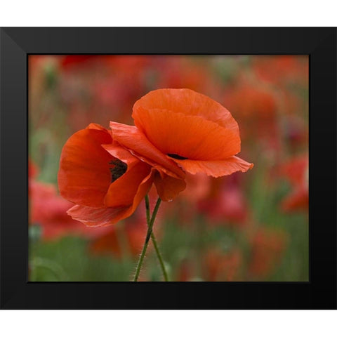 USA, North Carolina Close-up of poppy Black Modern Wood Framed Art Print by Rotenberg, Nancy