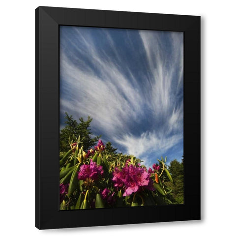North Carolina Catawba rhododendrons and sky Black Modern Wood Framed Art Print by Rotenberg, Nancy